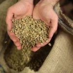 Green Coffee Bean Extract: We Took It for A Spin – Here Are Our Findings Pure Green Coffee Bean Extract Review